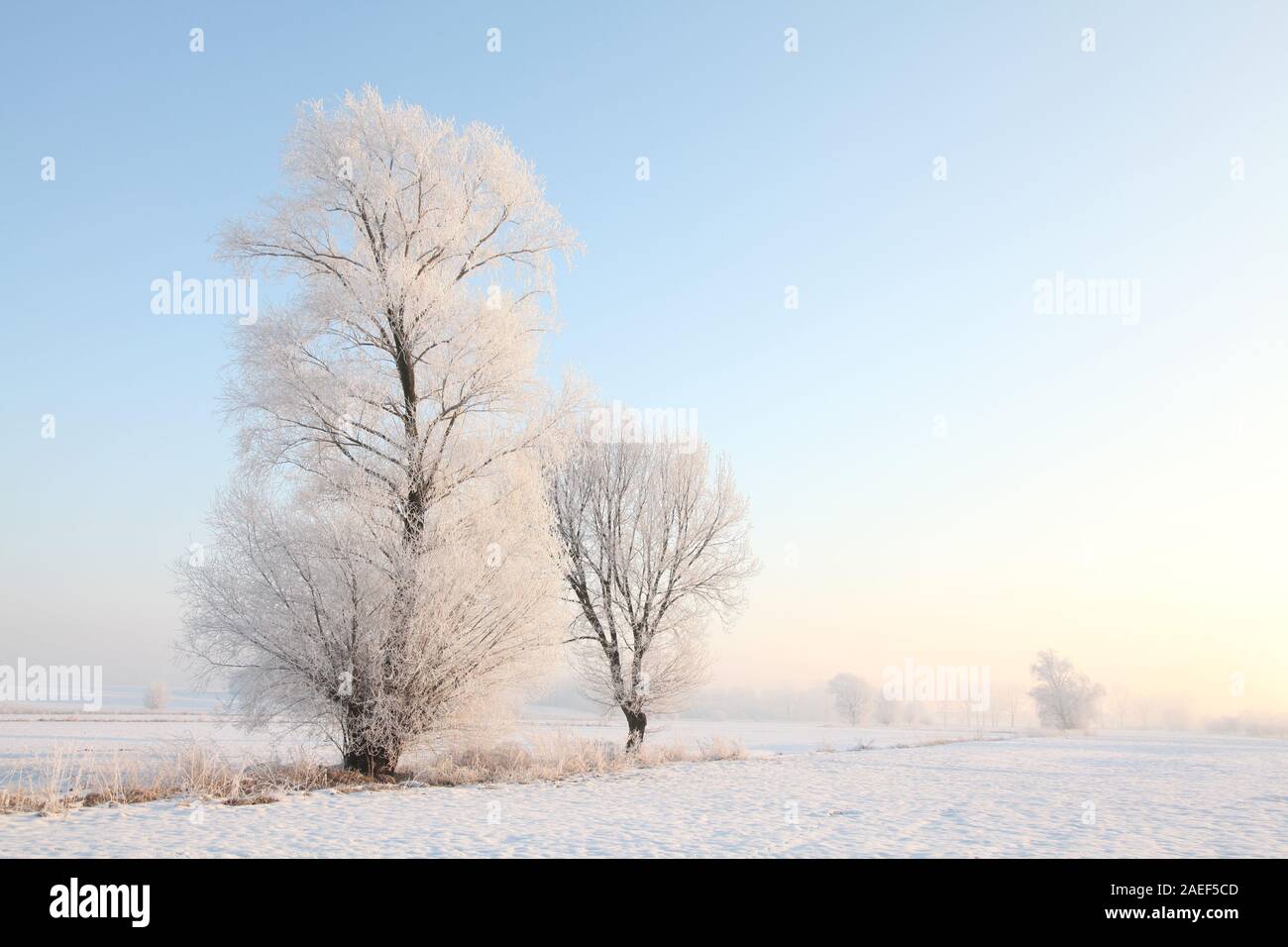 Winter landscape of frosted trees against a blue sky at dawn Stock ...