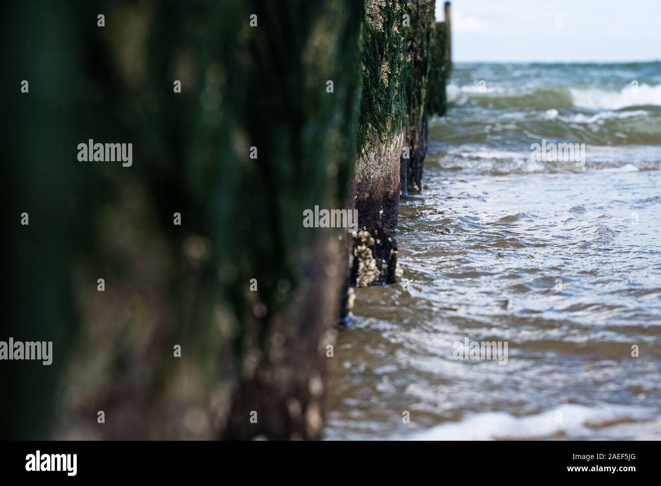 Barnacles are sea creatures that attaches themself to a jetty rock Biology Diagrams