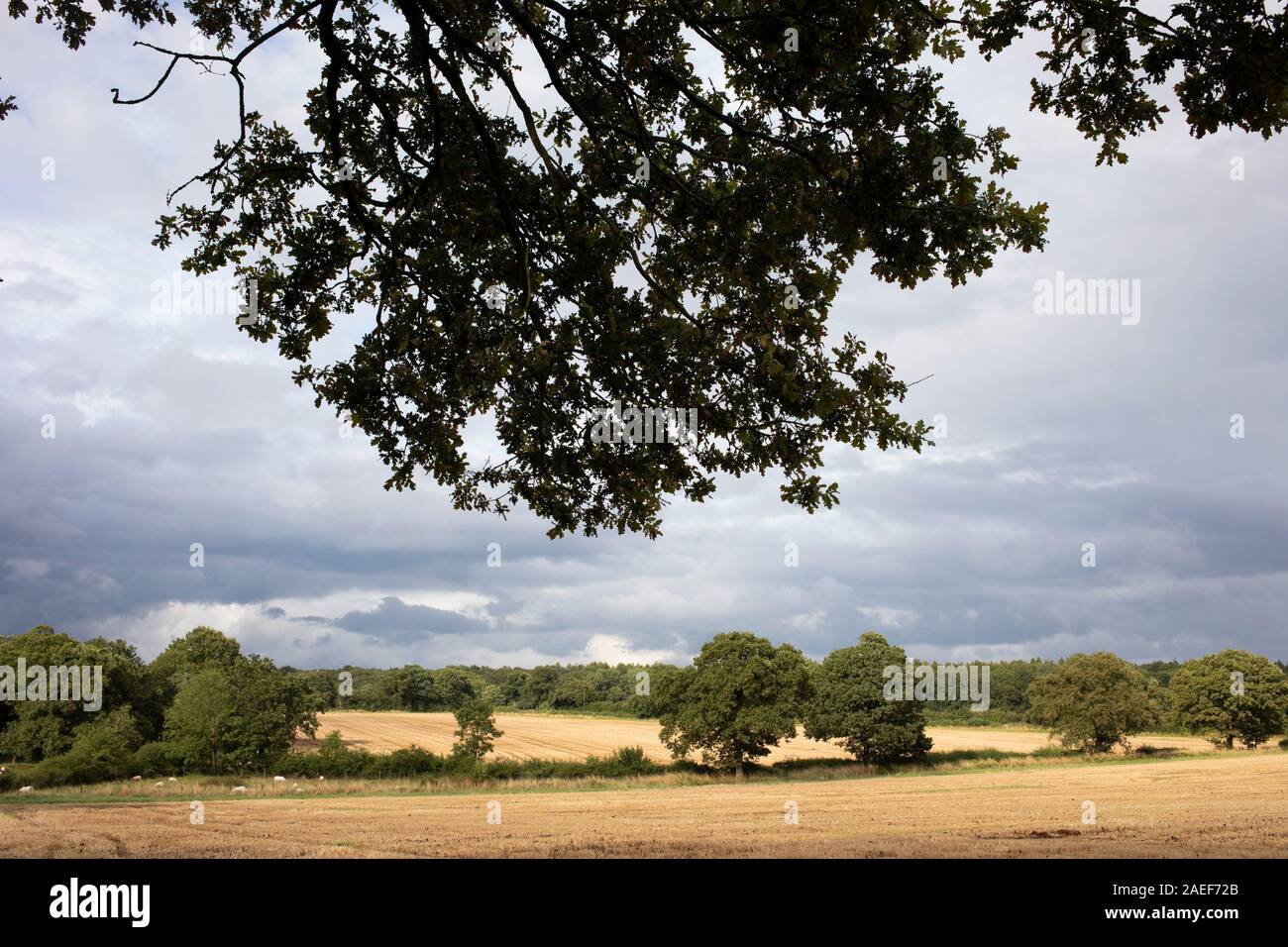 Third most produced cereal in the world hires stock photography and