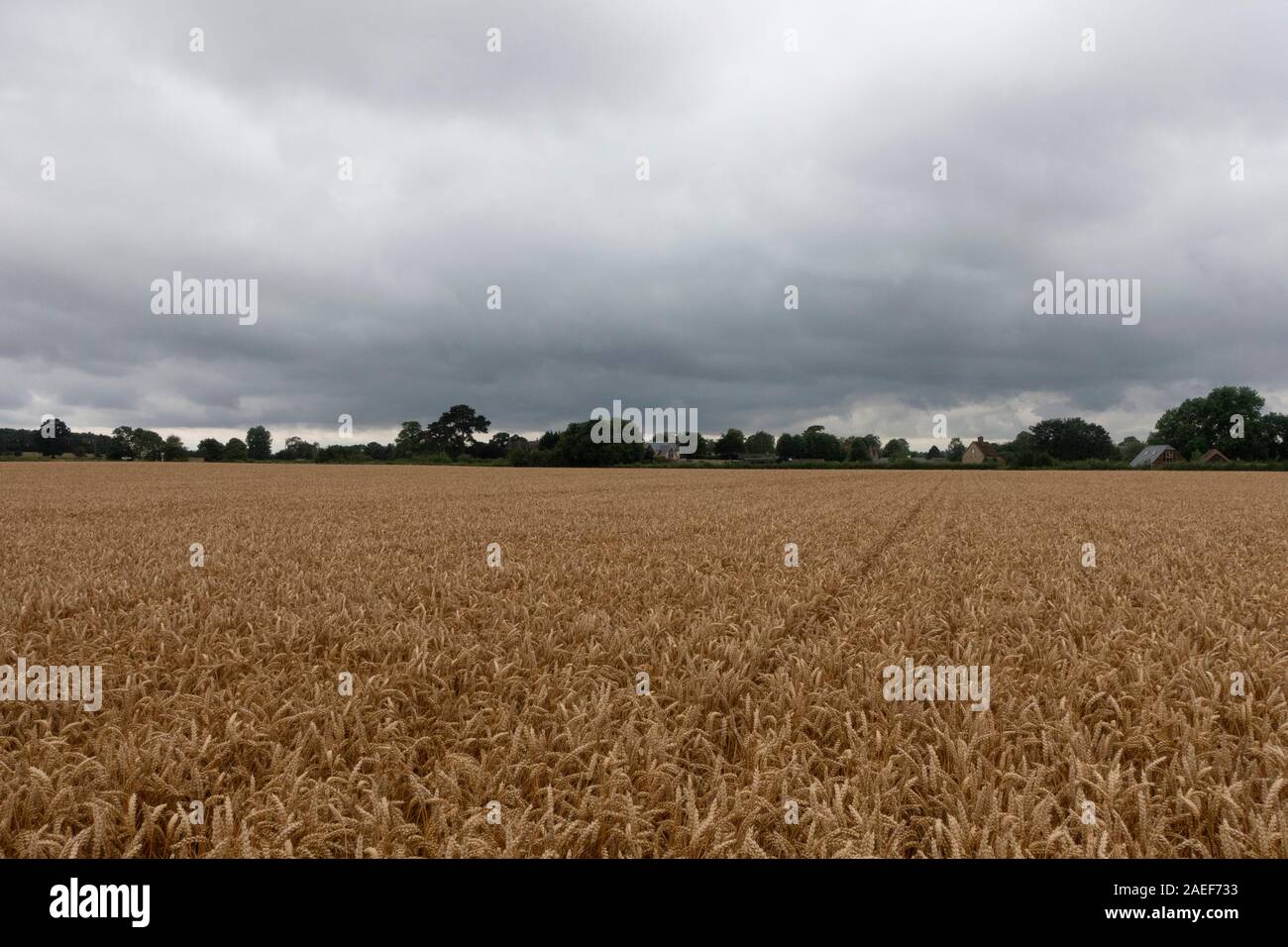 Third most produced cereal in the world hires stock photography and
