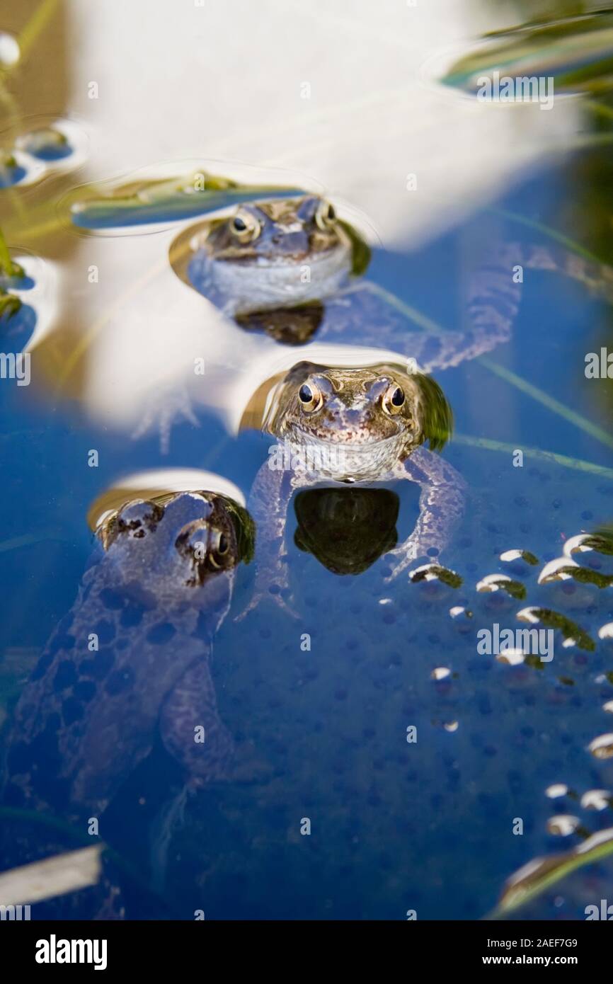 Three Frogs in pond plus frog spawn Stock Photo