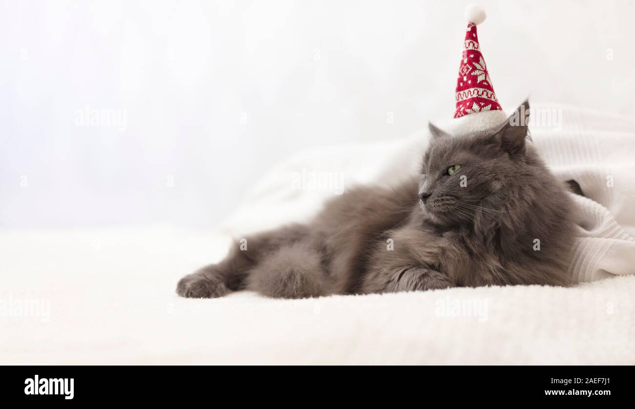 Merry Christmas! A gray funny cat lies on a sofa in a Santa hat against the background of a decorated Christmas tree with toys and garlands. Selective Stock Photo