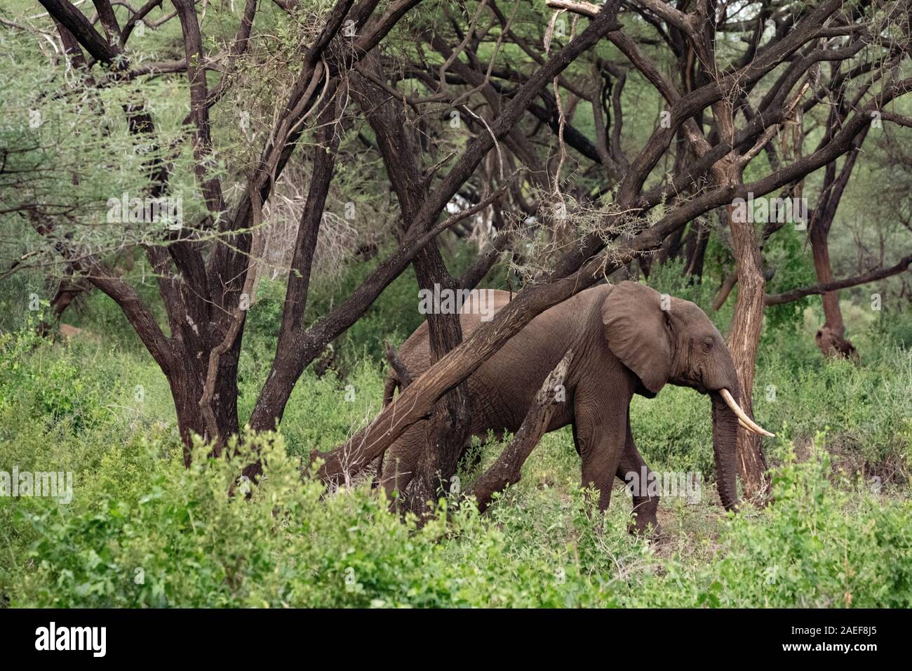 African elephant eats a tree branch Stock Photo Alamy