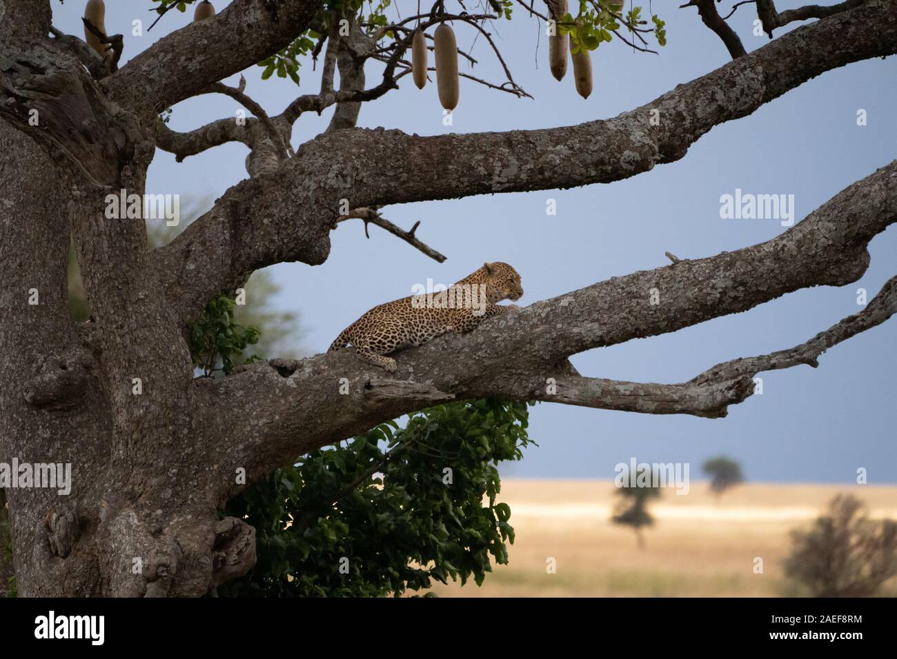 Leopard in a tree Stock Photo - Alamy