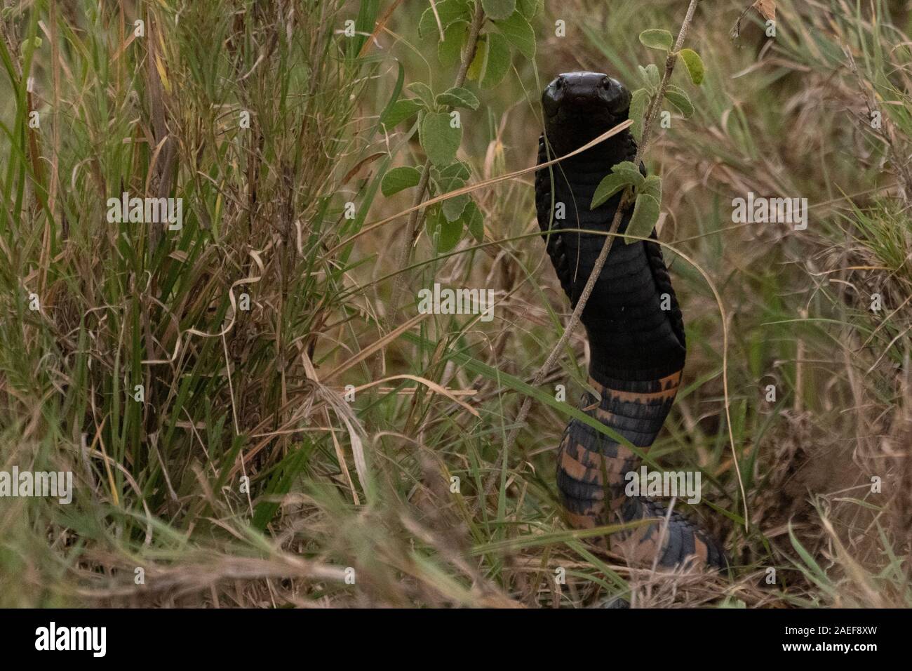 Black Forest Cobra (Naja melanoleuca) Stock Photo