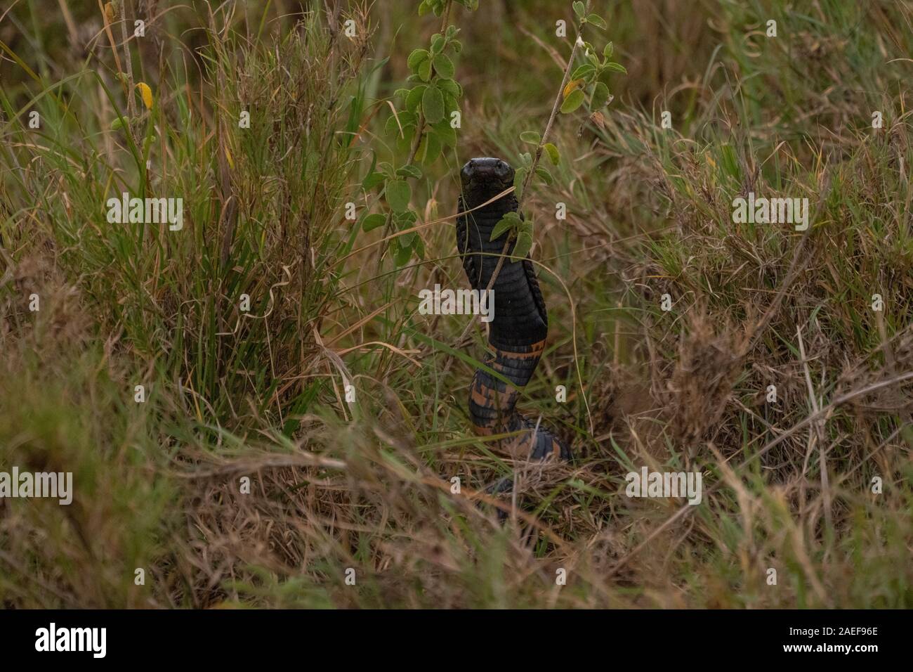Black Forest Cobra (Naja melanoleuca) Stock Photo