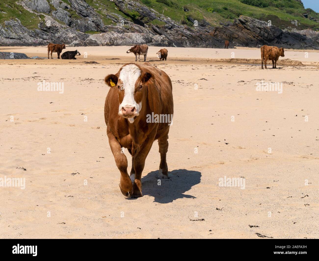 Brown and white cows and calves on Scottish Beach, Kiloran, Isle of ...