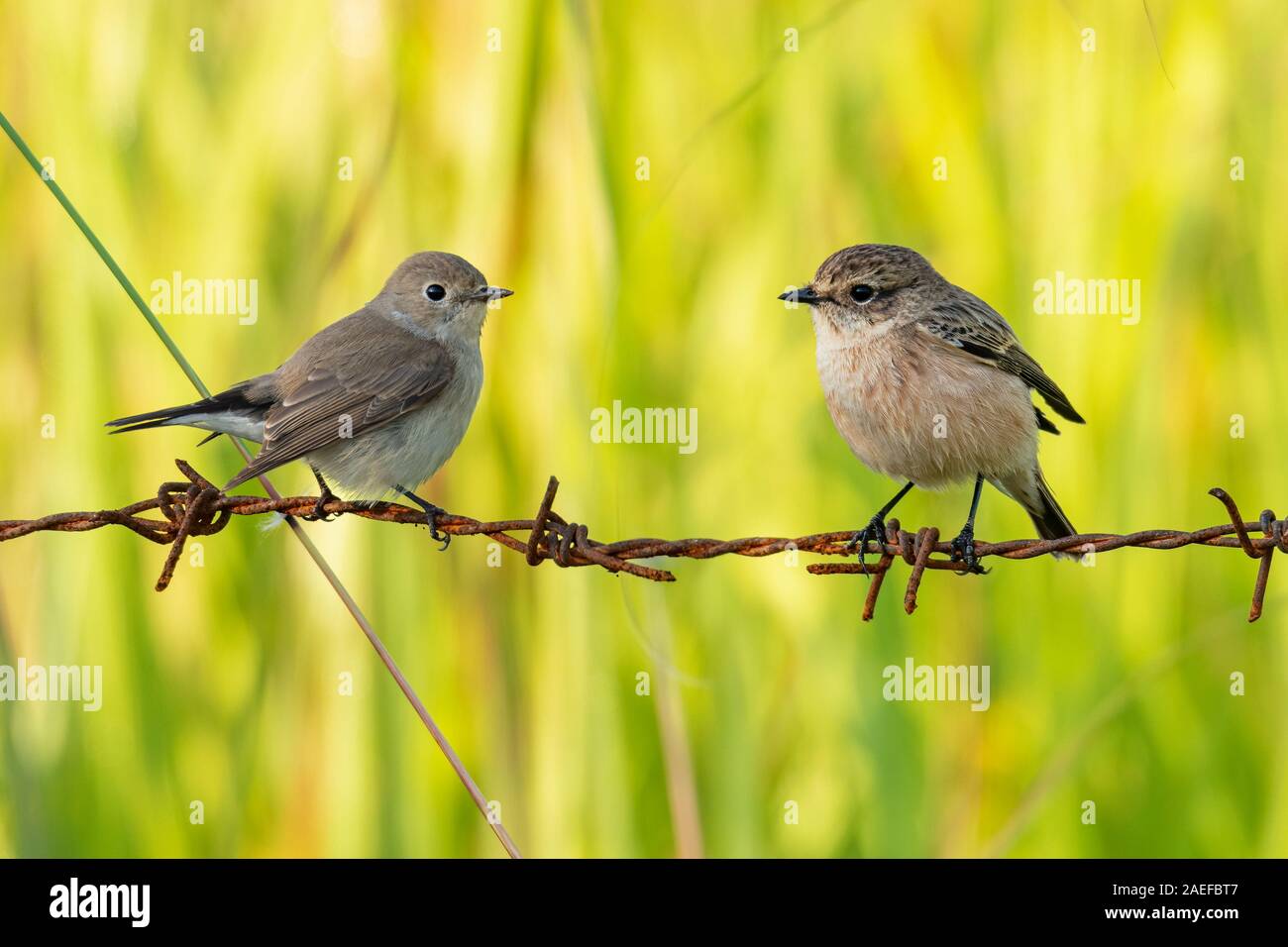 Female Taiga Flycatcher and female Pied Bushchat perching on barb wire Stock Photo