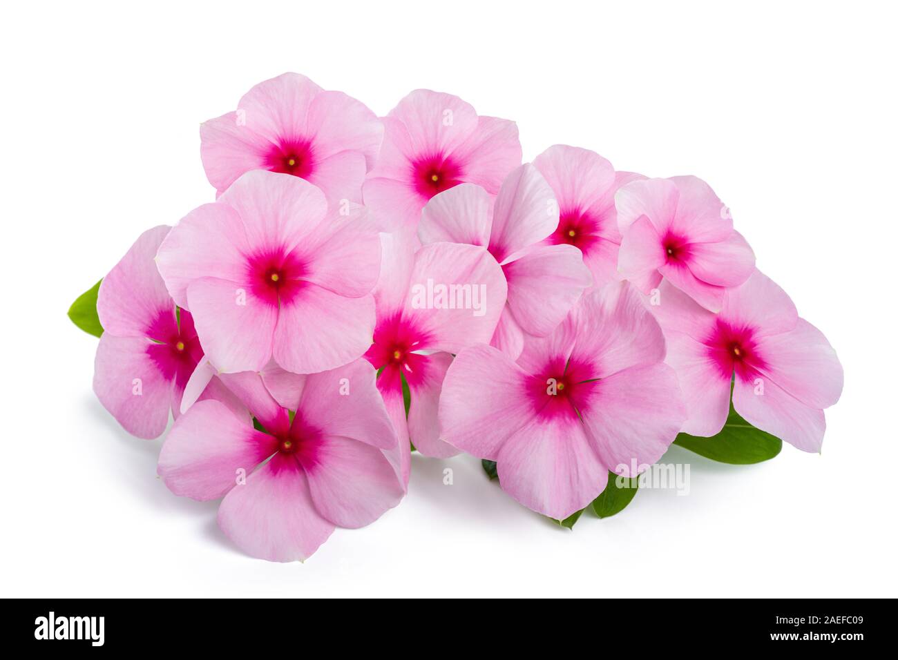 Madagascar periwinkle flowers isolated on white background Stock Photo