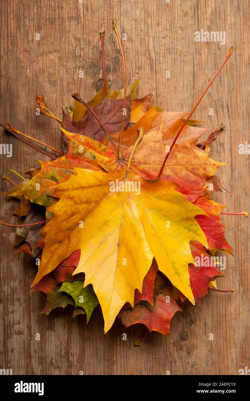 fallen maple leaves on wood, autumn concept Stock Photo