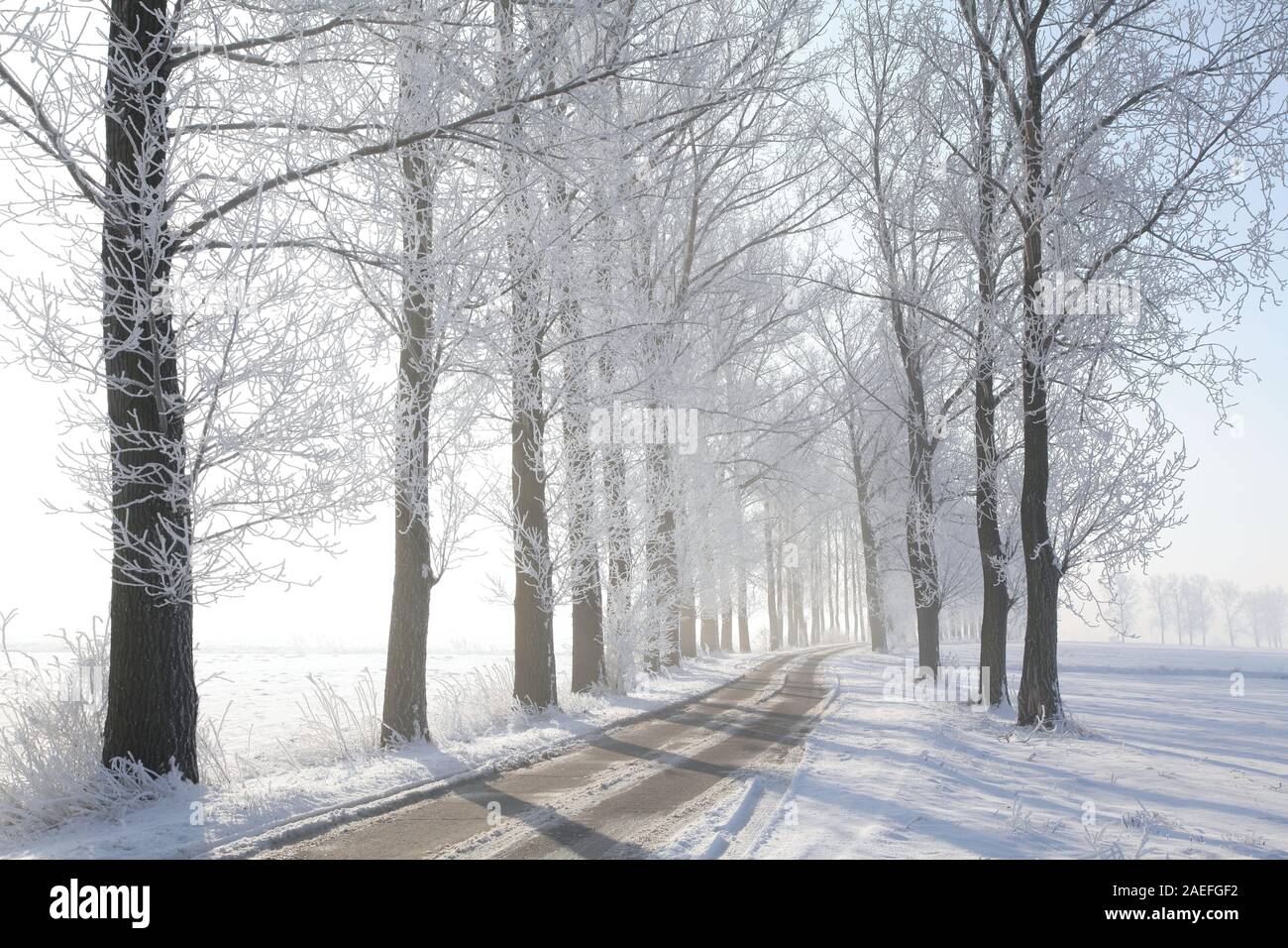 Winter country road among frosted trees illuminated by the rising sun. Stock Photo