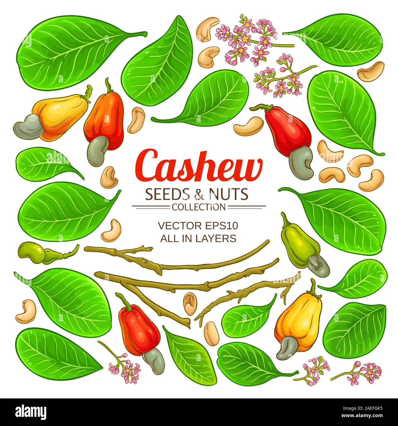 Cashew nut tree Stock Vector Images Alamy