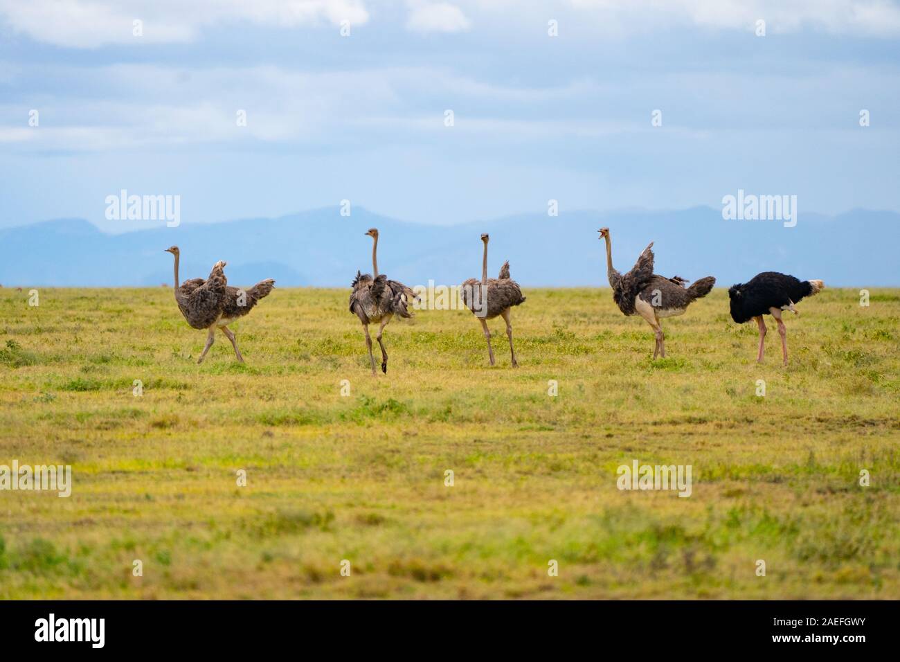 Family of ostriches in Ngorongoro Crater. Stock Photo