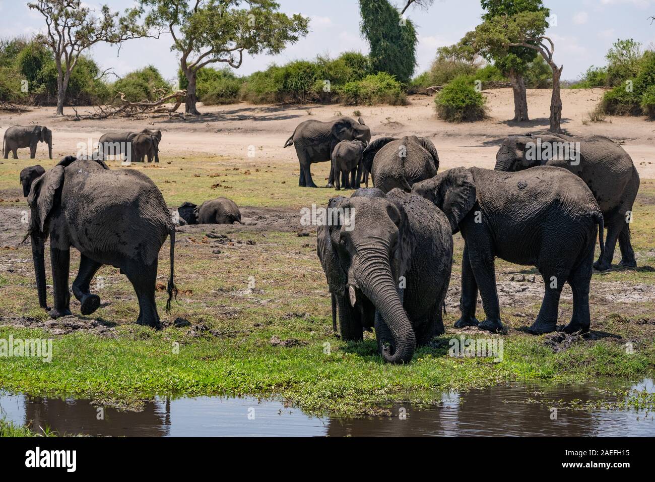 A herd of African Elephants drinking water in a watering hole. Photographed at Chobe National Park Botswana Stock Photo