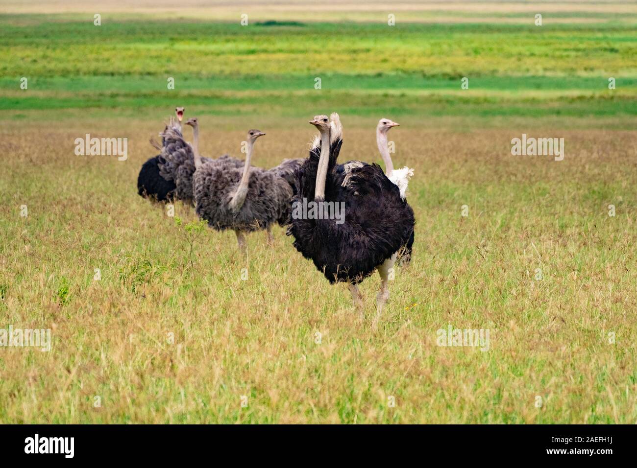Family of ostriches in Ngorongoro Crater. Stock Photo