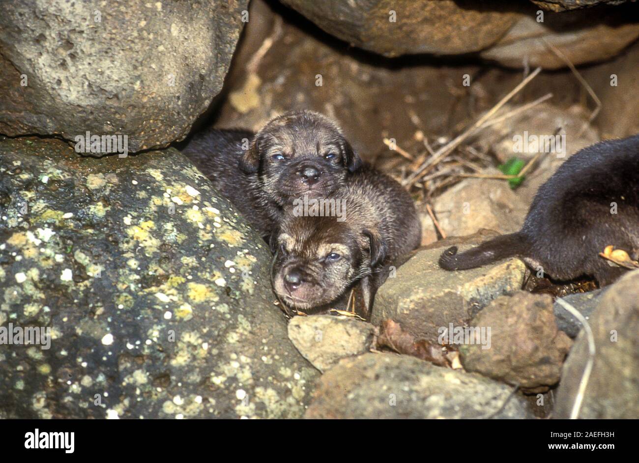 Arabian wolf (aka desert wolf Canis lupus arabs) pups in the den. This wolf is  subspecies of gray wolf. Photographed in Israel, Negev desert Stock Photo