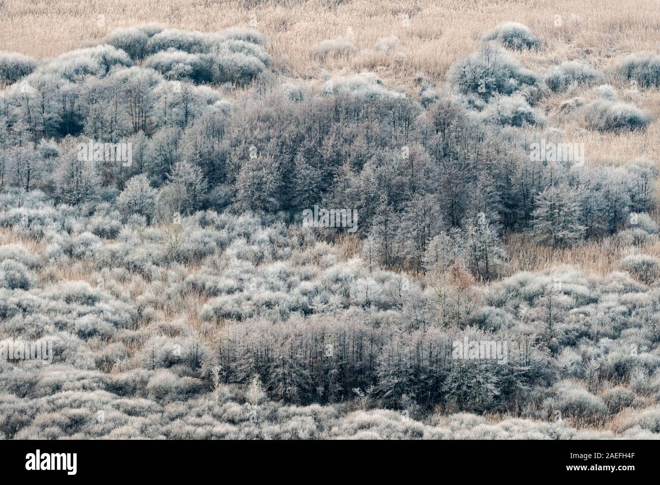Landscape coniferous forest frozen hi-res stock photography and images ...