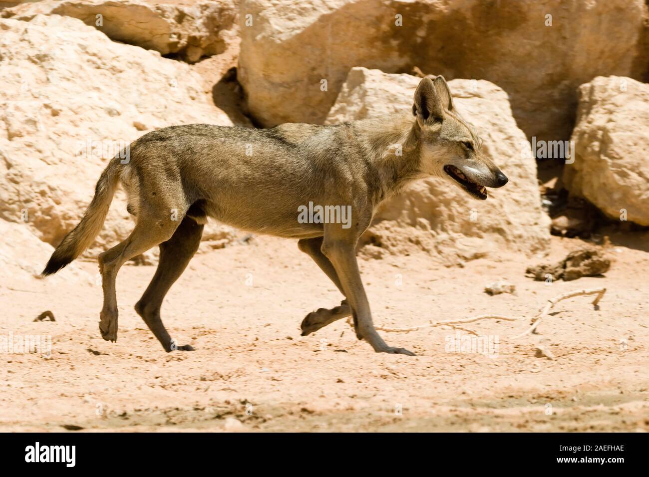 Arabian wolf (aka desert wolf Canis lupus arabs). This wolf is  subspecies of gray wolf. Photographed in Israel, Negev desert Stock Photo