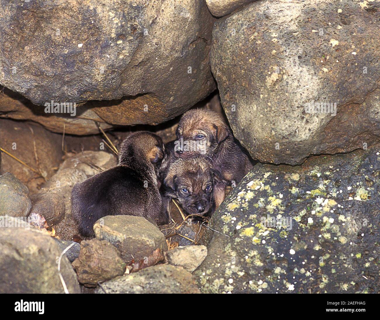 Arabian wolf (aka desert wolf Canis lupus arabs) pups in the den. This wolf is  subspecies of gray wolf. Photographed in Israel, Negev desert Stock Photo