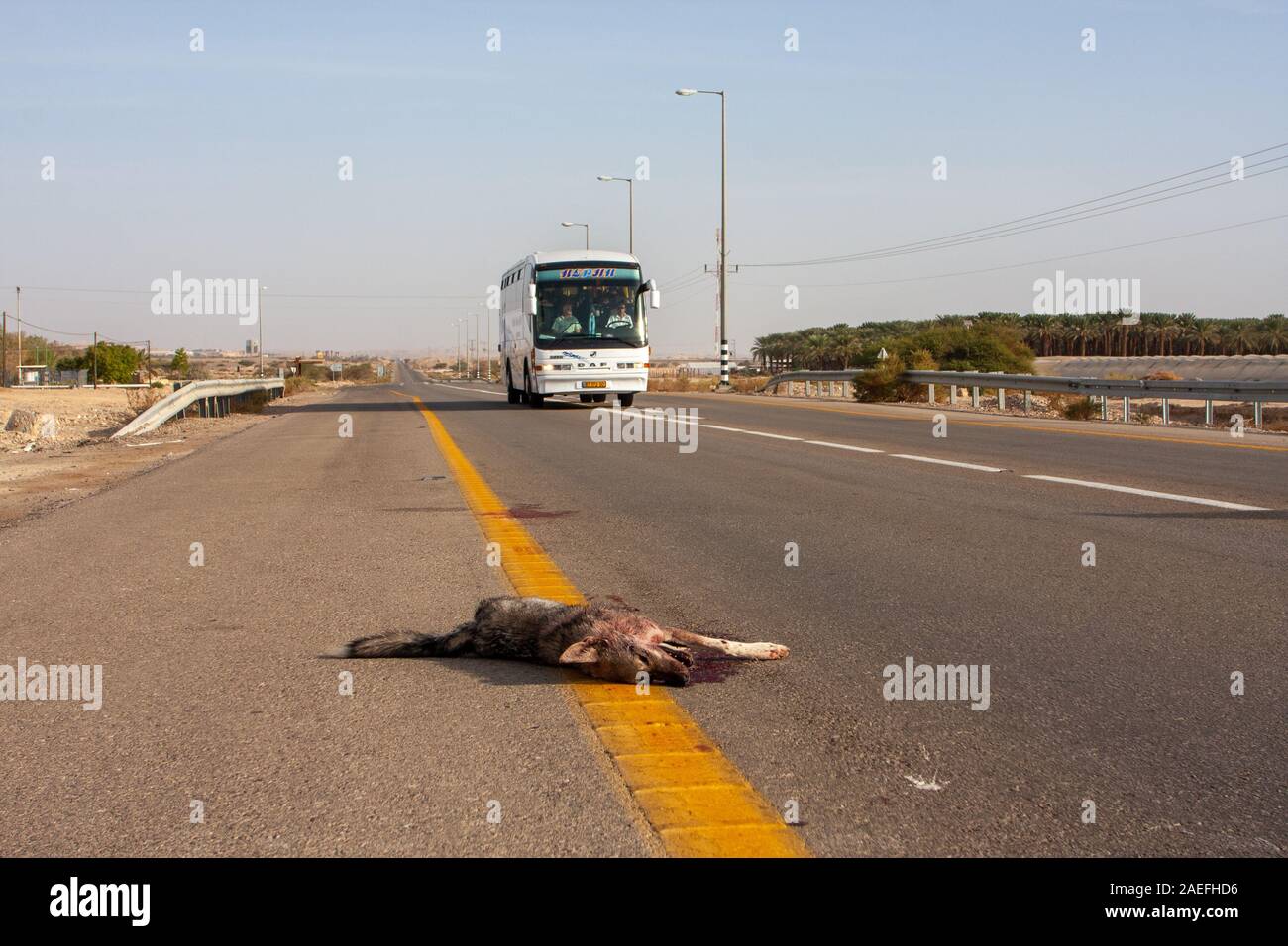 Road Kill Arabian wolf (aka desert wolf Canis lupus arabs). This wolf is  subspecies of gray wolf. Photographed in Israel, Negev desert Stock Photo