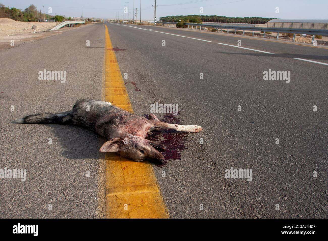 Road Kill Arabian wolf (aka desert wolf Canis lupus arabs). This wolf is  subspecies of gray wolf. Photographed in Israel, Negev desert Stock Photo