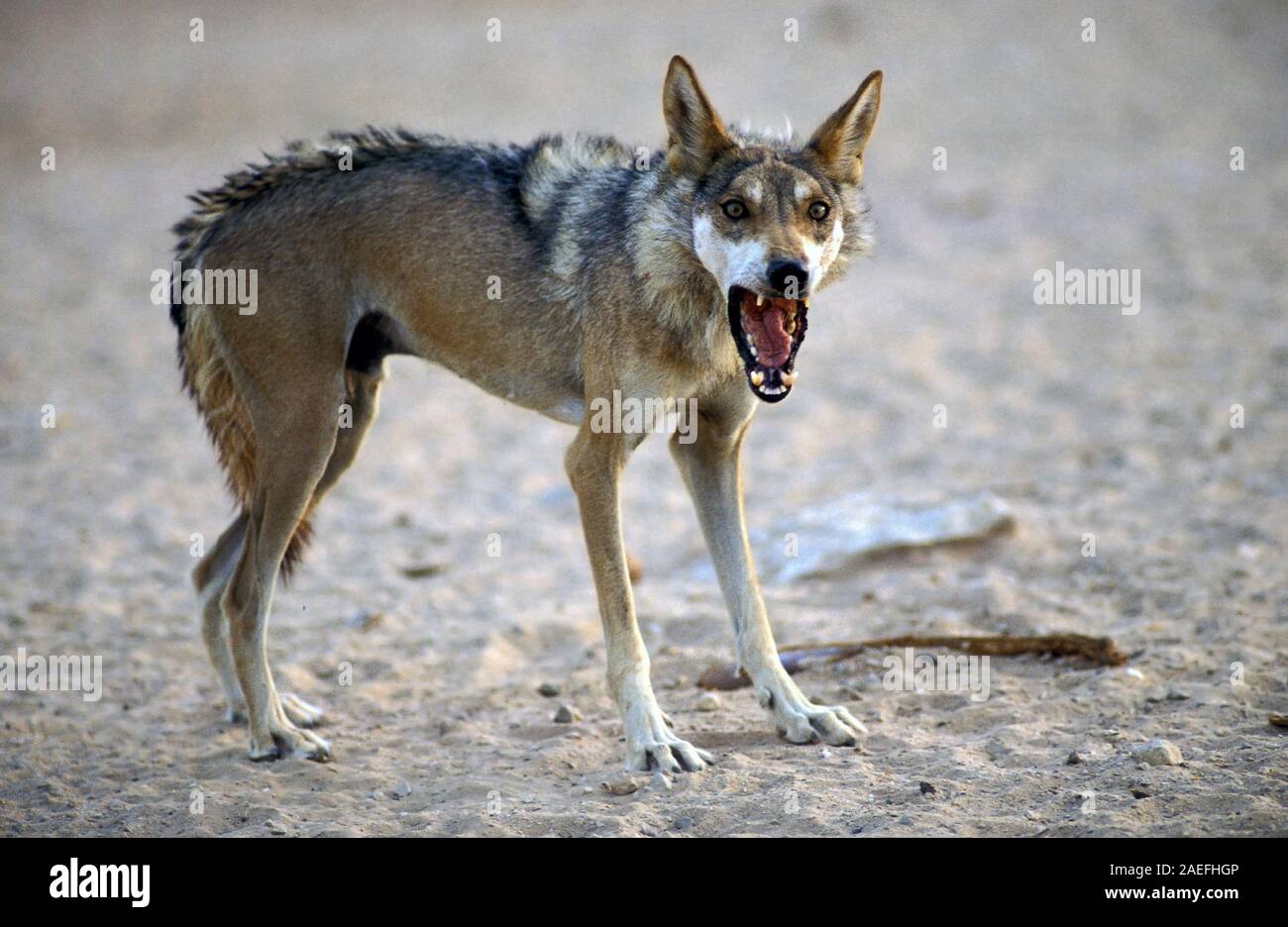 Arabian wolf (aka desert wolf Canis lupus arabs). This wolf is  subspecies of gray wolf. Photographed in Israel, Negev desert Stock Photo