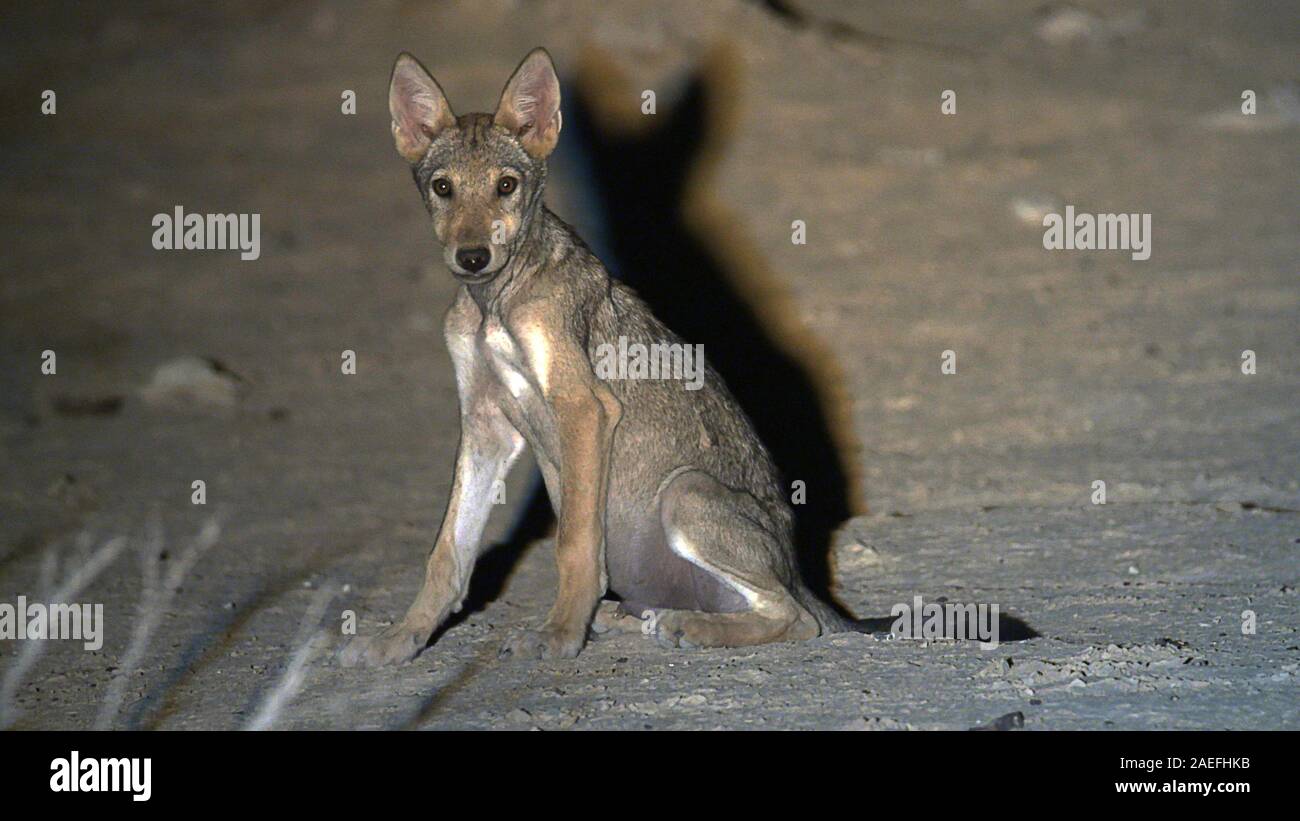 Arabian wolf (aka desert wolf Canis lupus arabs). This wolf is  subspecies of gray wolf. Photographed in Israel, Negev desert Stock Photo