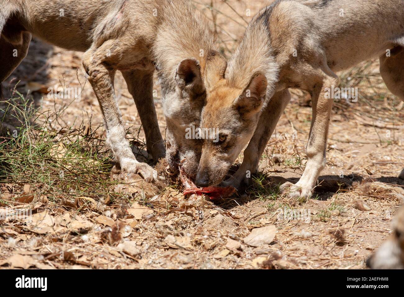 Arabian wolf (aka desert wolf Canis lupus arabs). This wolf is  subspecies of gray wolf. Photographed in Israel, Negev desert Stock Photo