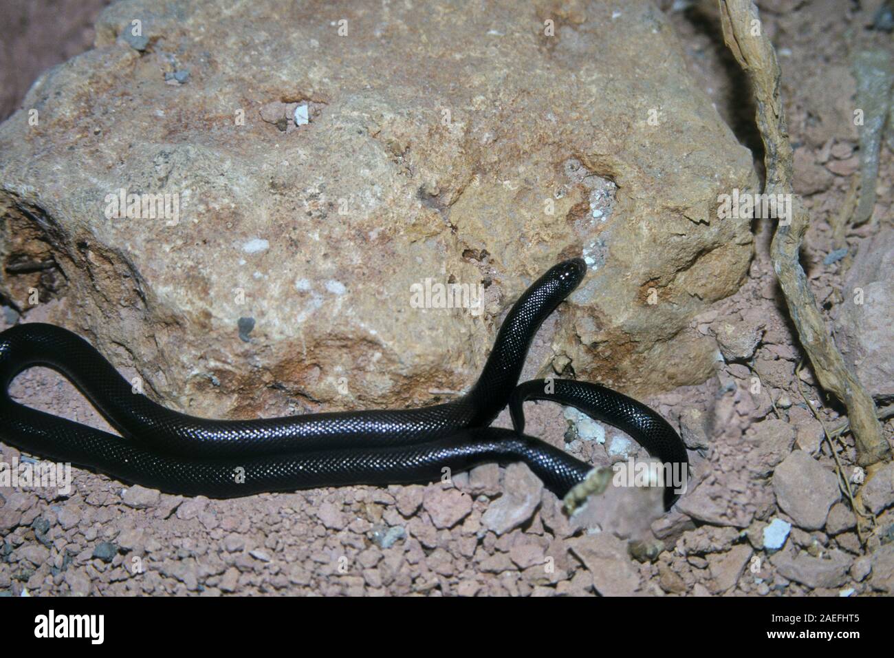Atractaspis engaddensis, is a venomous snake found in Sinai, Israel, Jordan, Saudi Arabia and Lebanon. It is also referred to as the Israeli mole vipe Stock Photo
