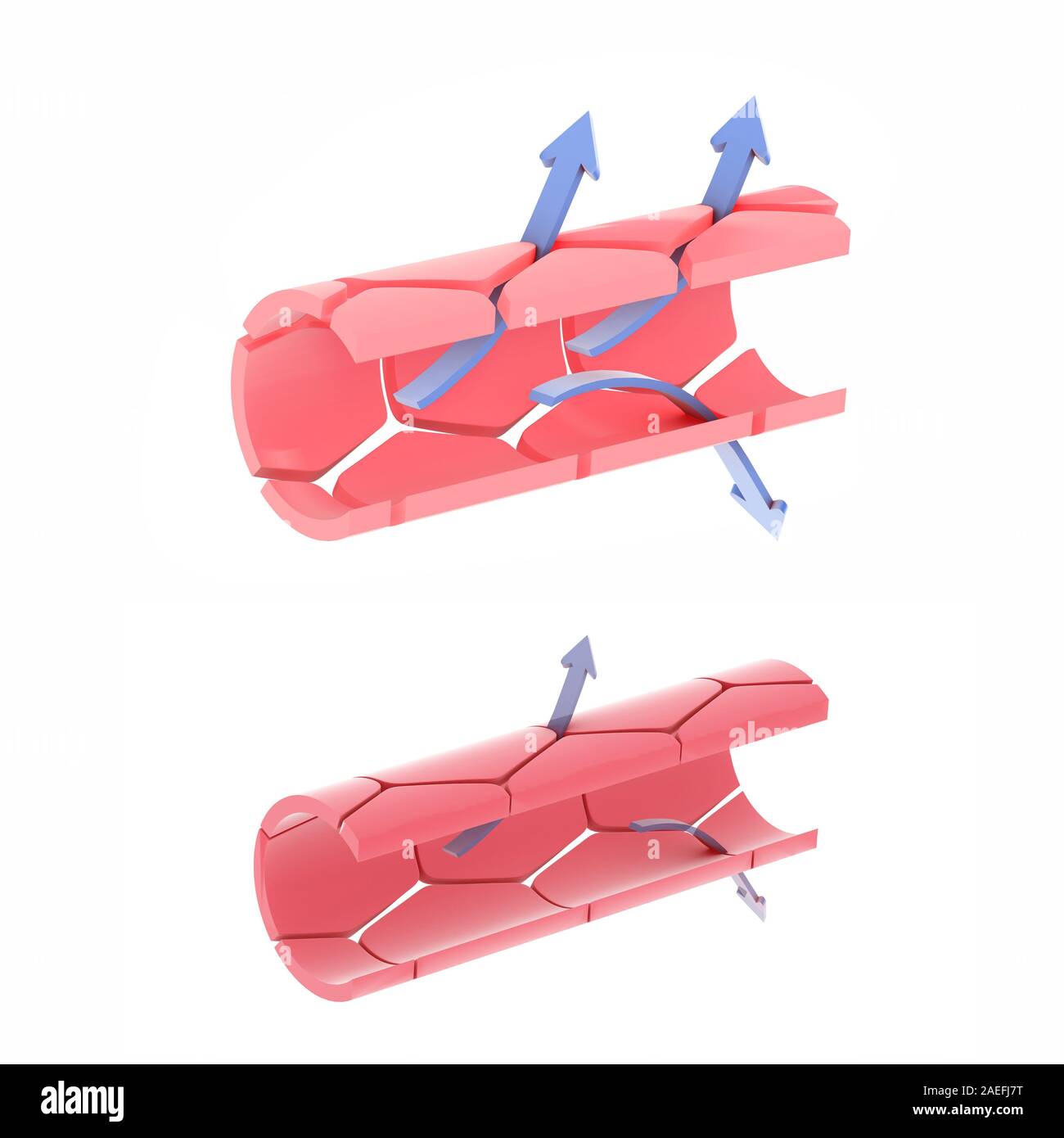 3D illustration of capillaries, arteries, more open or more closed. Showing the exchange of oxygen and nutrients. Stock Photo