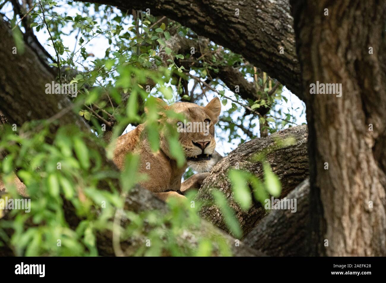 Lioness in Lake Manyara National Park Stock Photo