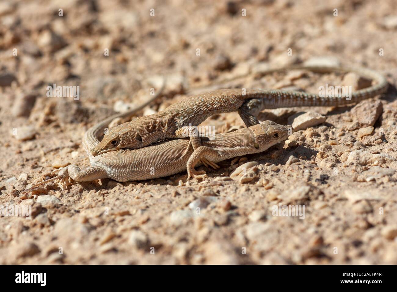 The Be'er Sheva fringe-fingered lizard (Acanthodactylus beershebensis) is a species of lizard in the family Lacertidae. It is a member of the subfamil Stock Photo