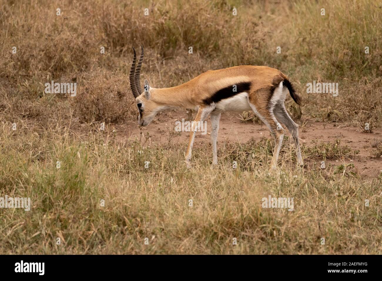Thomson's gazelle (Eudorcas thomsonii Stock Photo - Alamy