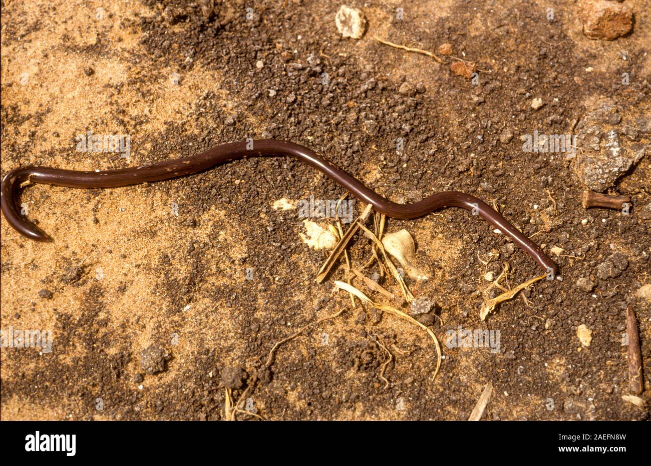 Xerotyphlops vermicularis, the European blind snake, European worm snake, Eurasian blind snake, or Eurasian worm snake, is a species of snake in the g Stock Photo