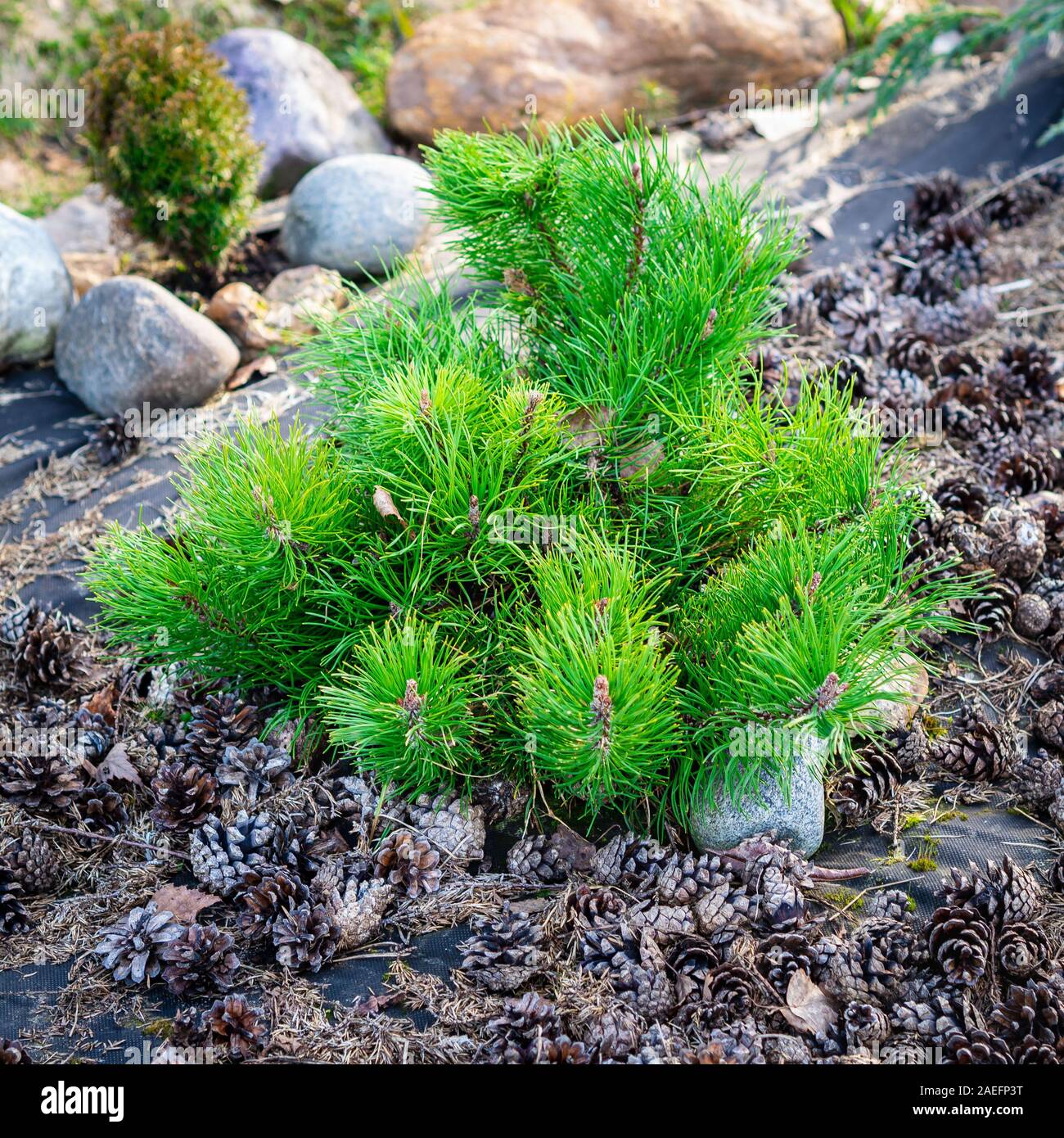 small dwarf pine, a family of conifers, on a background of pine cones Stock Photo