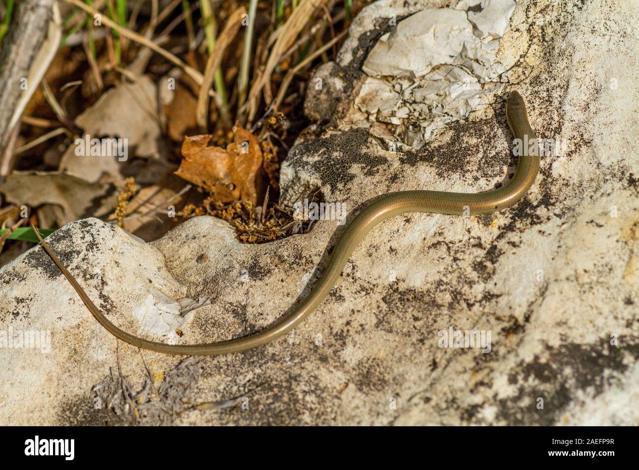 Chalcides guentheri, or Gunther's Cylindrical Skink, is a species of skink found in Israel, Lebanon, and parts of western Jordan and Syria. It is usua Stock Photo