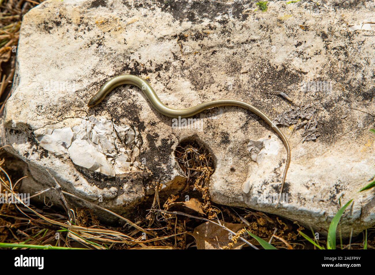 Chalcides guentheri, or Gunther's Cylindrical Skink, is a species of skink found in Israel, Lebanon, and parts of western Jordan and Syria. It is usua Stock Photo