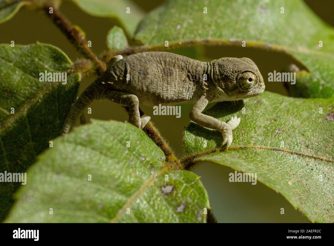 Mediterranean Chameleon, AKA common chamaeleon (Chamaeleo chamaeleon) Photographed in Israel Stock Photo