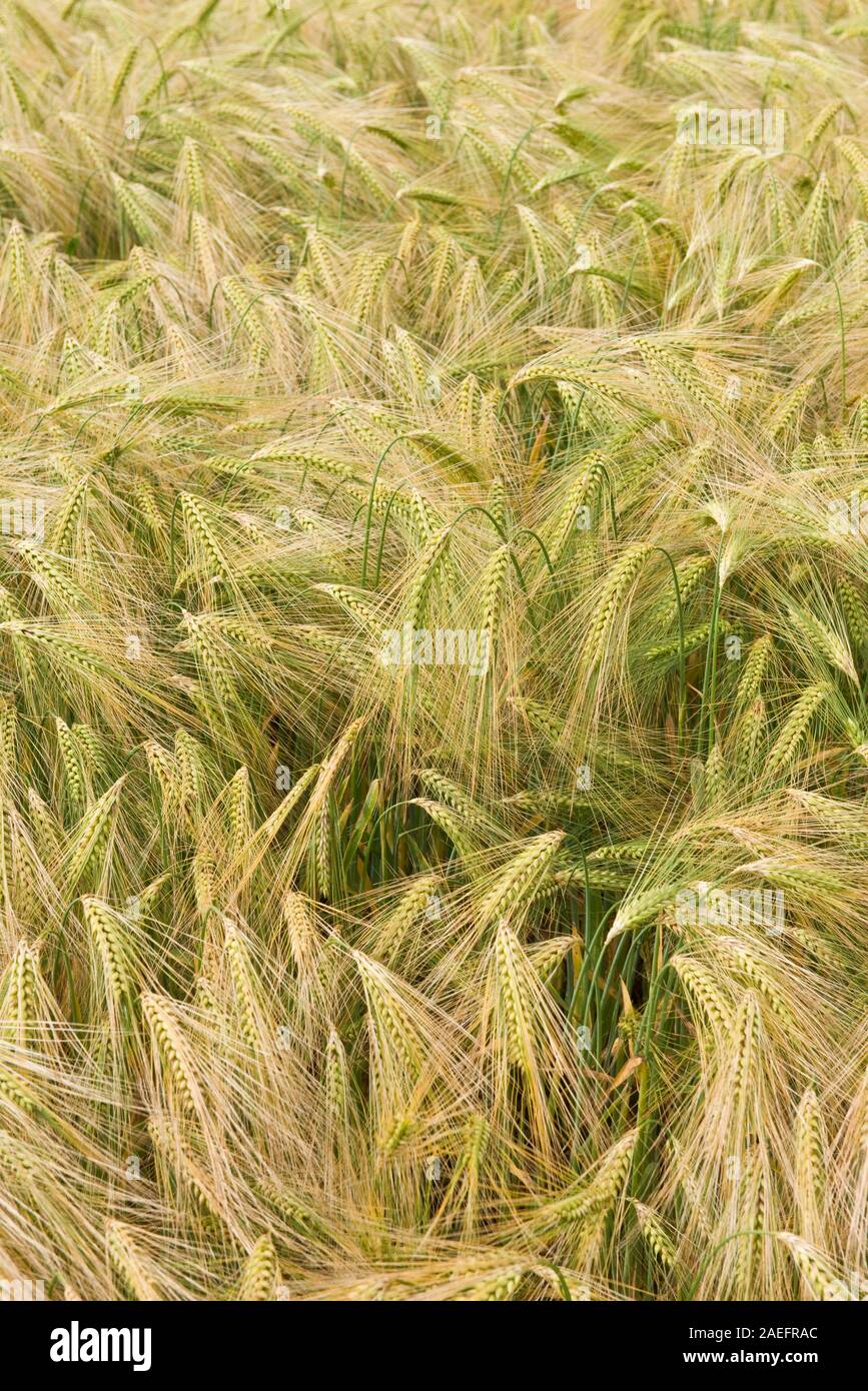 Barley crop production in farm fields. North Yorkshire, England Stock