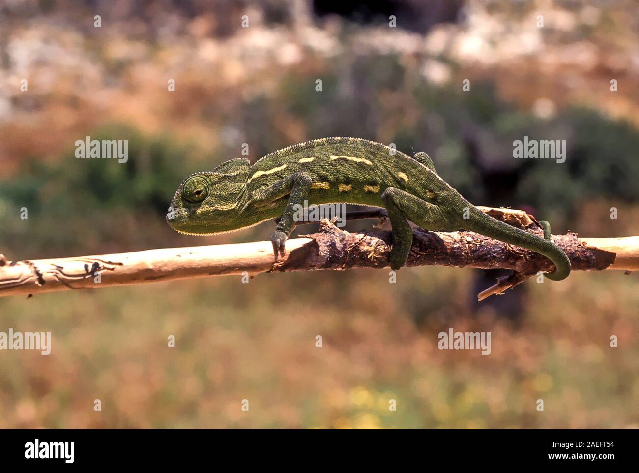 Mediterranean Chameleon, AKA common chamaeleon (Chamaeleo chamaeleon) Photographed in Israel Stock Photo