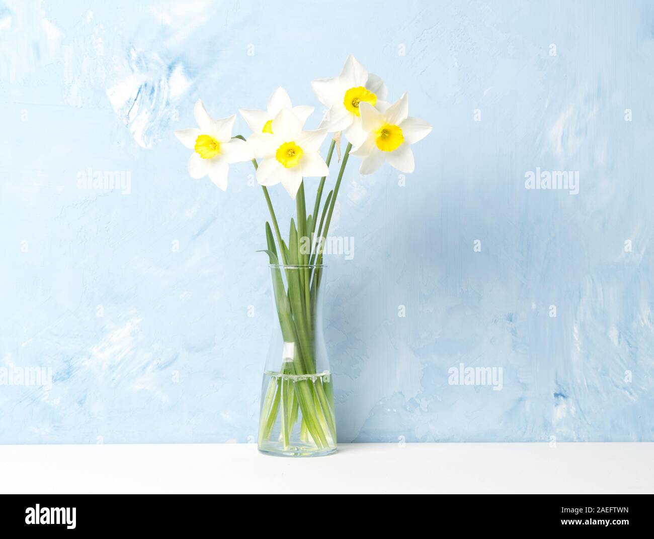Bouquet of fresh flowers, daffodils with a glass vase in middle of a white table, opposite the blue textured concrete wall. Empty space for text. Stock Photo