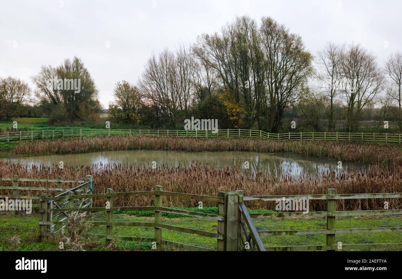 Hemingbrough Pond Pond reeds hi-res stock photography and images - Alamy