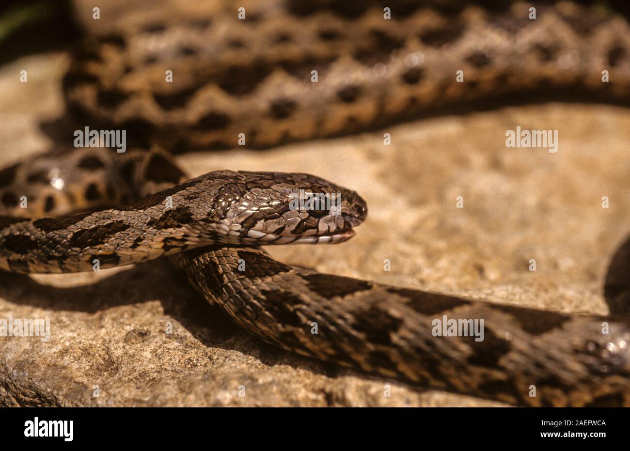 Coin-marked Snake (Hemorrhois nummifer syn Coluber nummifer) AKA Asian Racer or Coin snake. Photographed in Israel Stock Photo