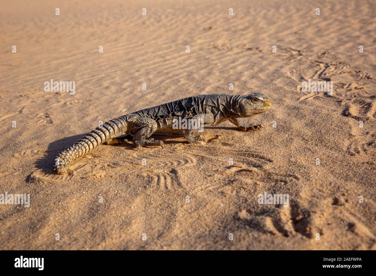 Egyptian Mastigure (Uromastyx aegyptia), AKA Leptien's Mastigure, or Egyptian dab lizard. Egyptian Mastigures can be found in Egypt, Libya and through Stock Photo