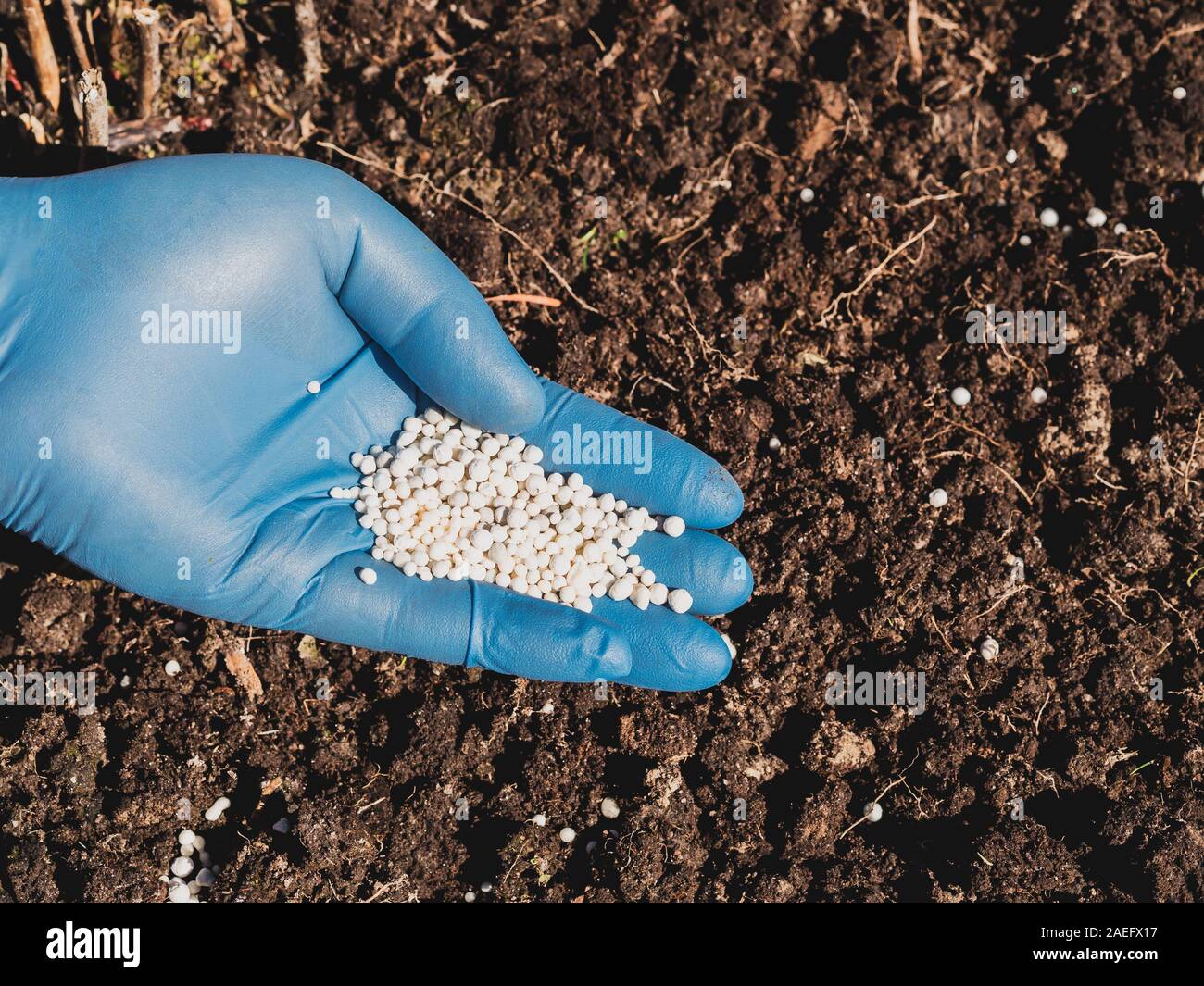 application of nitrogenous fertilizers in soil in early spring, plant care Stock Photo