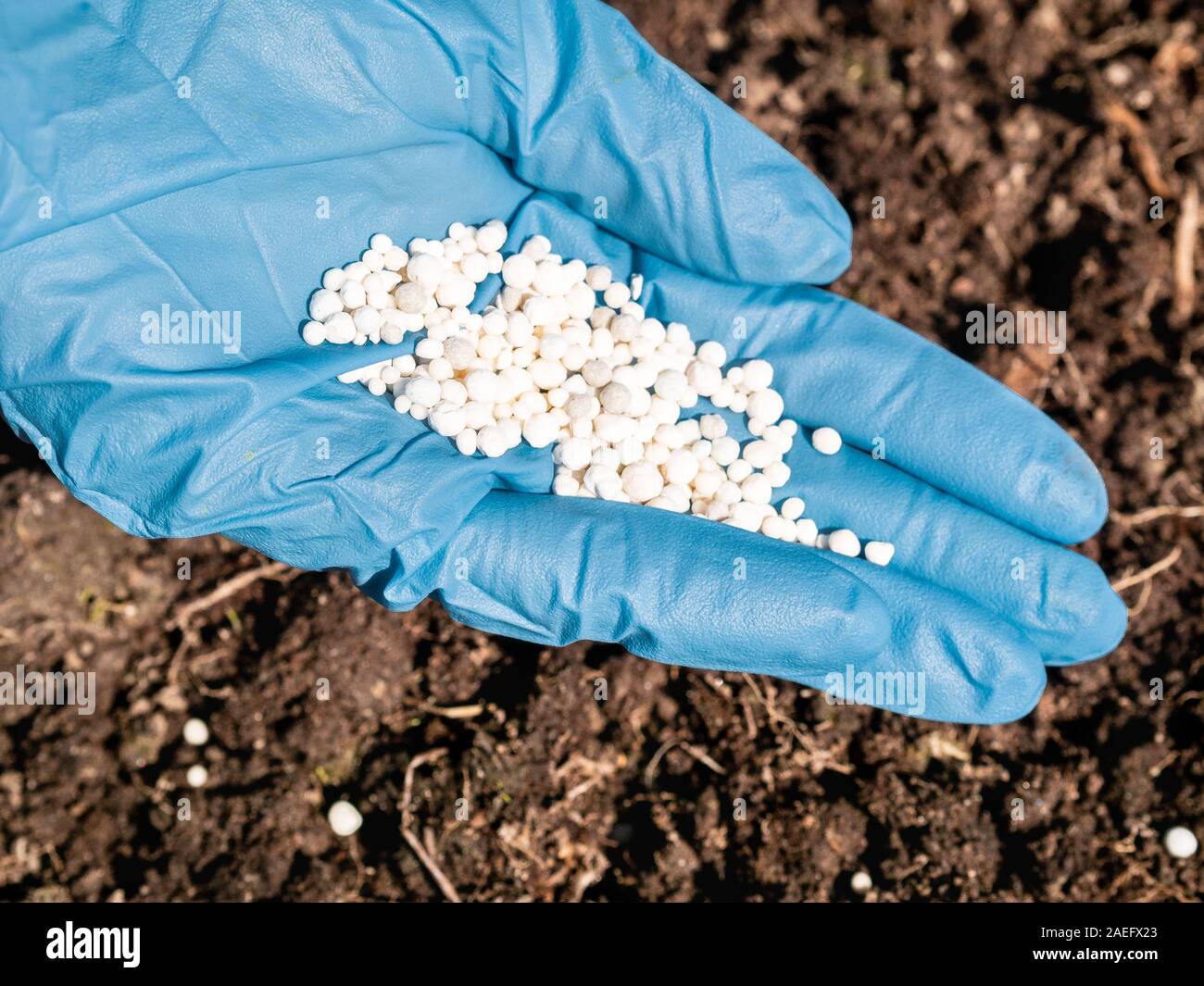 application of nitrogenous fertilizers in soil in early spring, plant care Stock Photo
