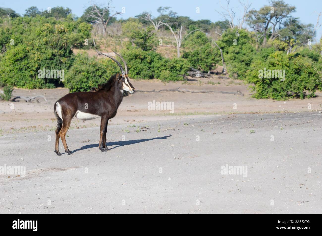 A Sable antelope (Hippotragus niger) in profile on the sandy banks of the River Chobe in Botswana Stock Photo
