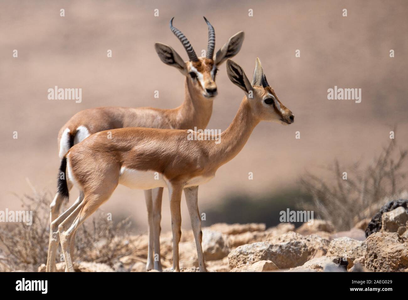 The dorcas gazelle (Gazella dorcas), also known as the ariel gazelle, is a small and common gazelle. The dorcas gazelle stands about 55–65 cm at the s Stock Photo