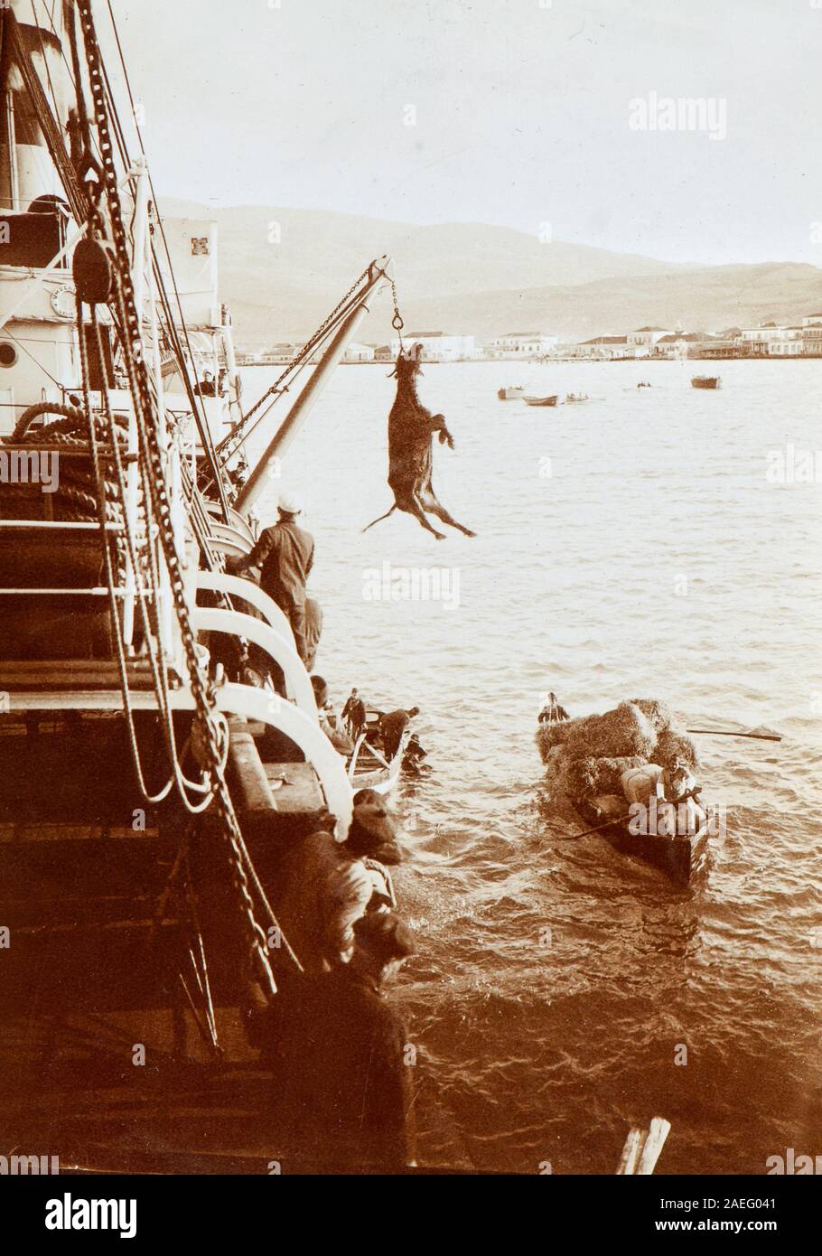 Loading of a cow into an Italian cargo ship during the Italian-Turkish war (1911) Stock Photo