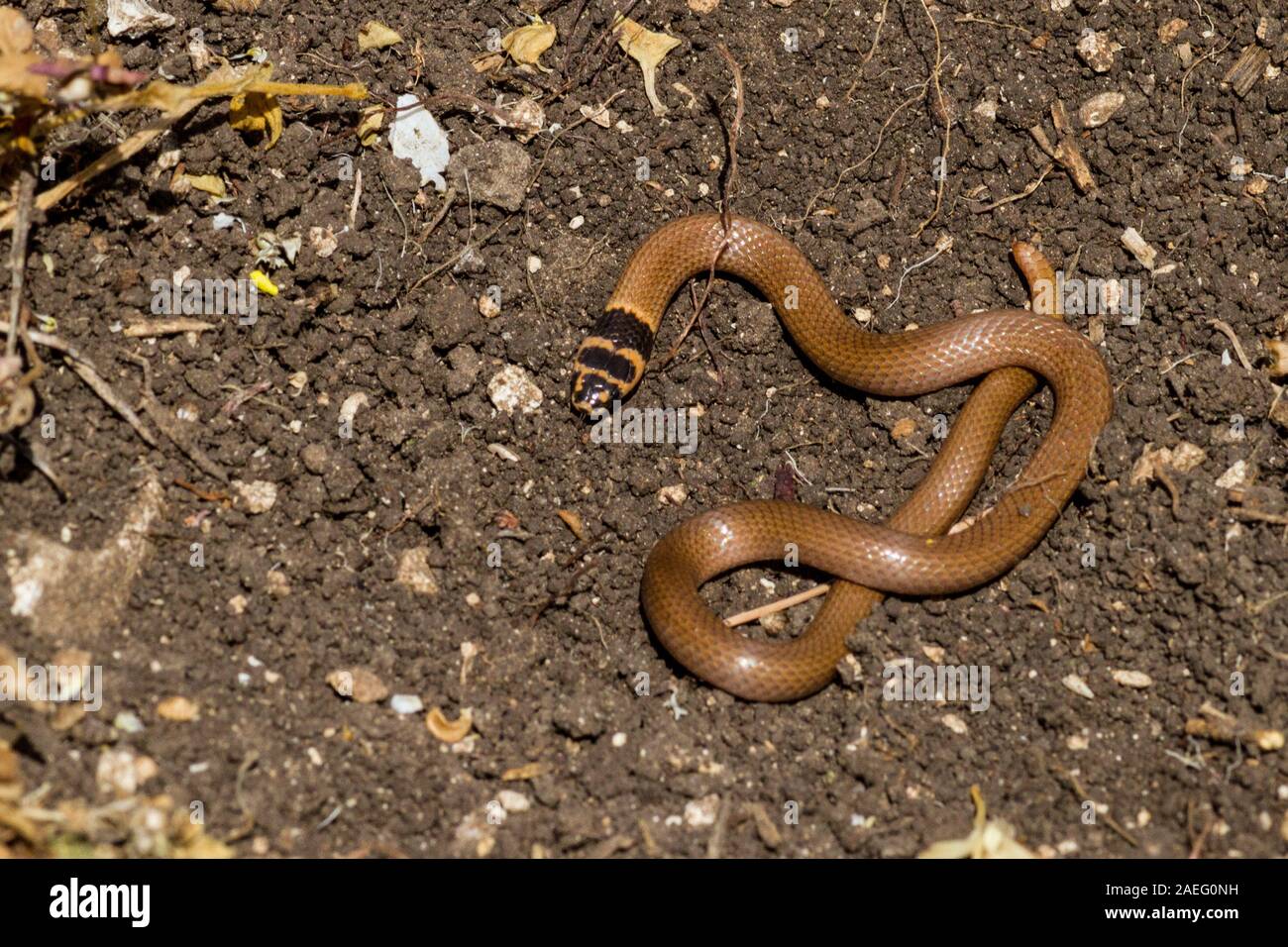 Eirenis rothii is a species of snake of the family Colubridae. It is commonly known as the Roth's dwarf racer. Photographed in Israel Stock Photo
